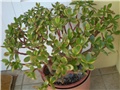 crasula